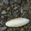 Image of Japanese spineless cuttlefish