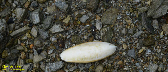 Image of Japanese spineless cuttlefish