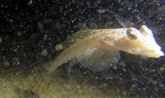 Image of Goodlad&#39;s stinkfish