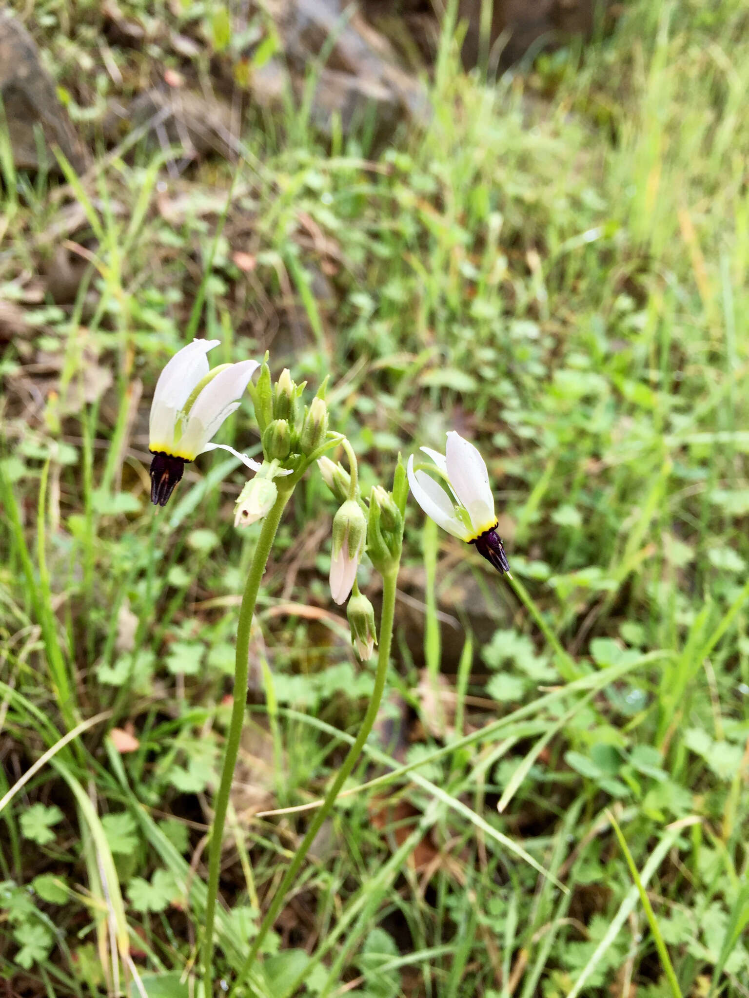 Image de Dodecatheon clevelandii subsp. clevelandii