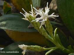 Image de Hirtellina fruticosa (L.) M. Dittrich