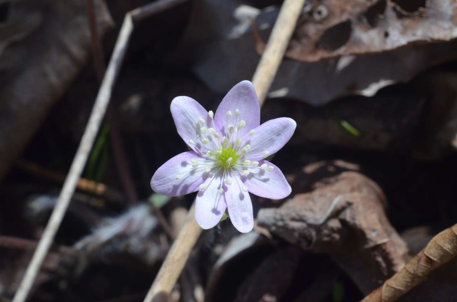 Plancia ëd Hepatica nobilis var. acuta (Pursh) Steyermark