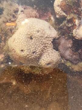 Image of variable loggerhead sponge