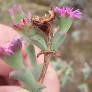 Image of Smicrostigma viride (Haw.) N. E. Br.