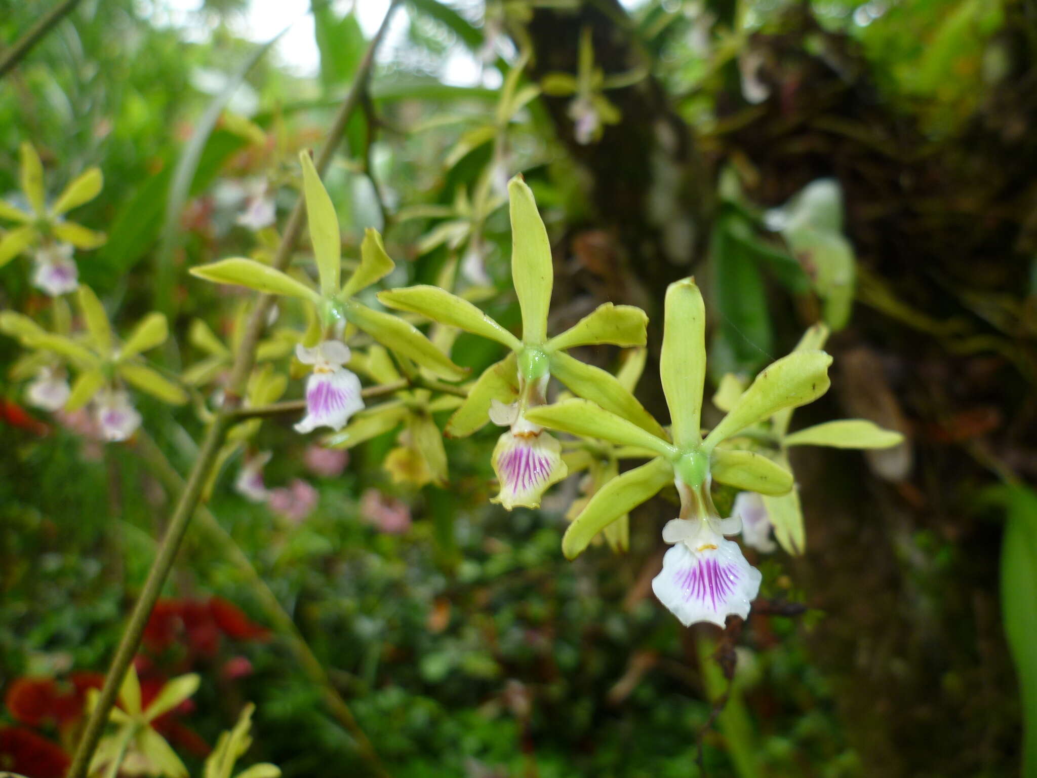 Image of Encyclia ceratistes (Lindl.) Schltr.