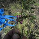 Image of Dalea bicolor var. naviculifolia (Hemsl.) Barneby