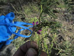 Plancia ëd Dalea bicolor var. naviculifolia (Hemsl.) Barneby