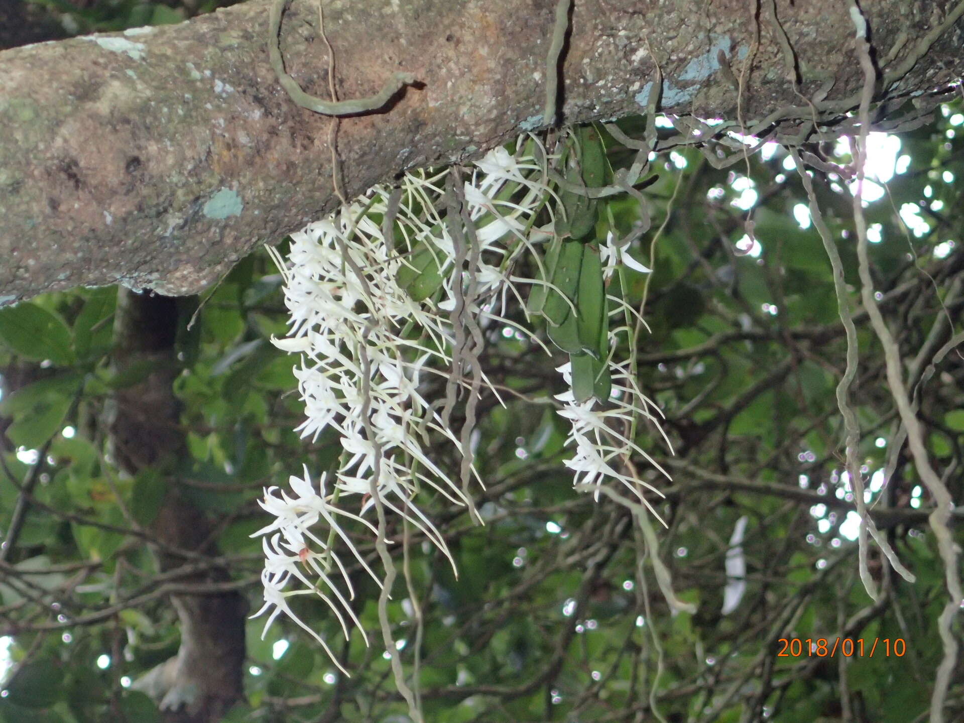 Image of Mystacidium capense (L. fil.) Schltr.