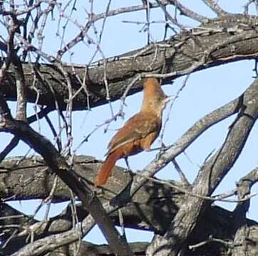 Image of Brown Cacholote