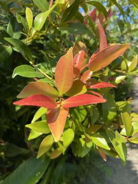 Image of Syzygium myrtifolium Walp.