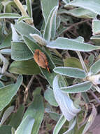 Image of Milkweed Assassin Bug