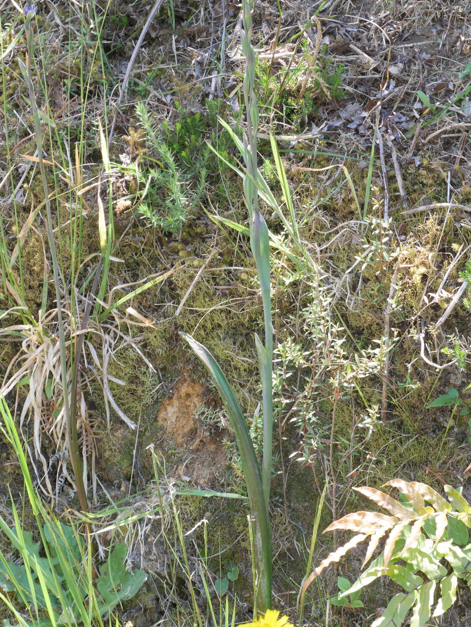 Image of Sun orchid