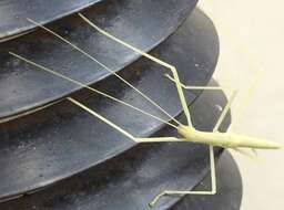 Image of Stick insect