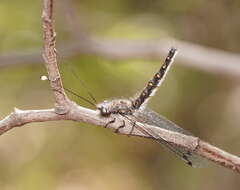 Image of Pilacmonotus sabulosus (Walker 1853)