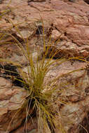 Image of Coleochloa