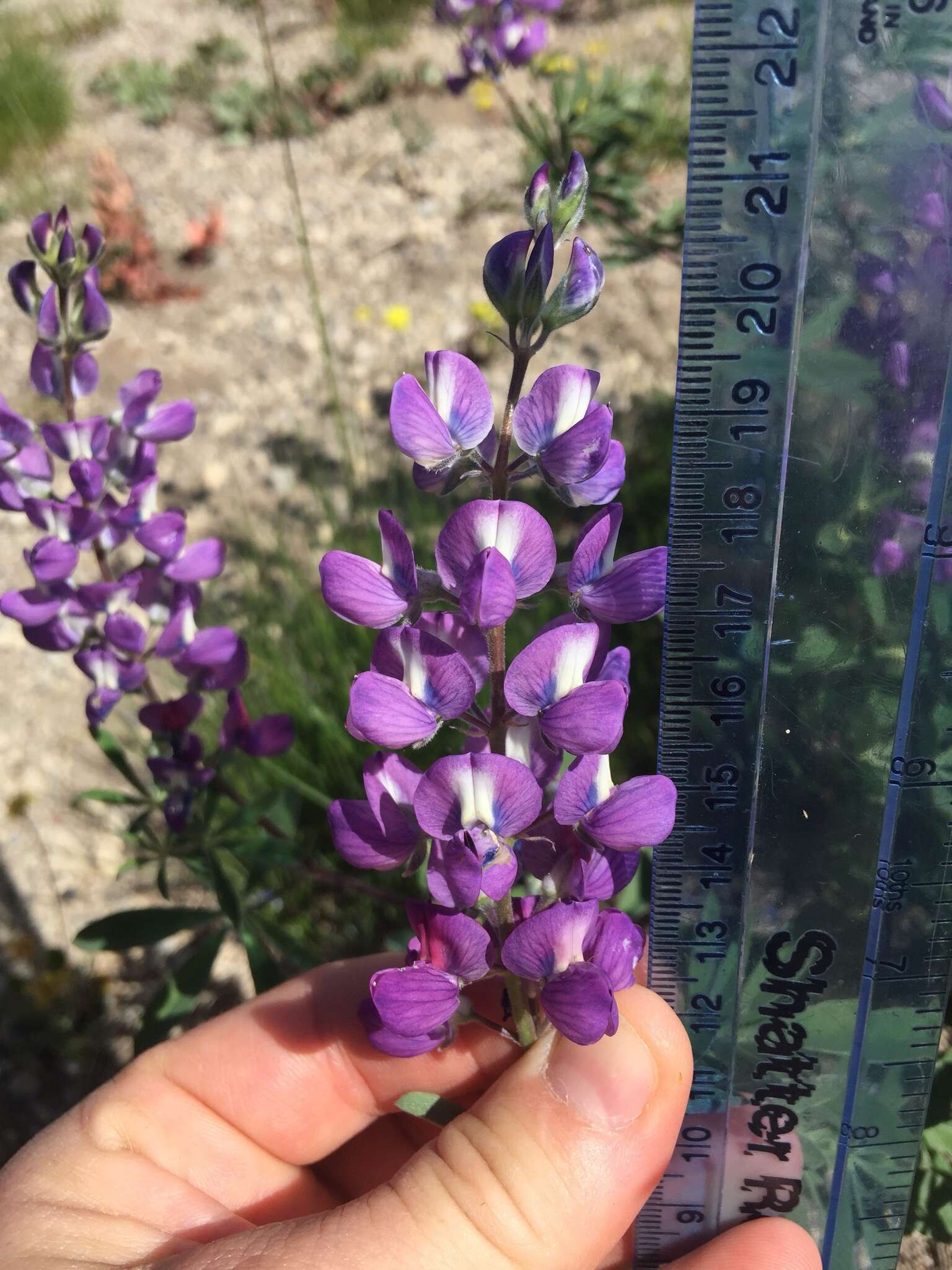 Image of subalpine lupine