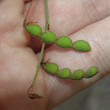 Image of Arizona ticktrefoil