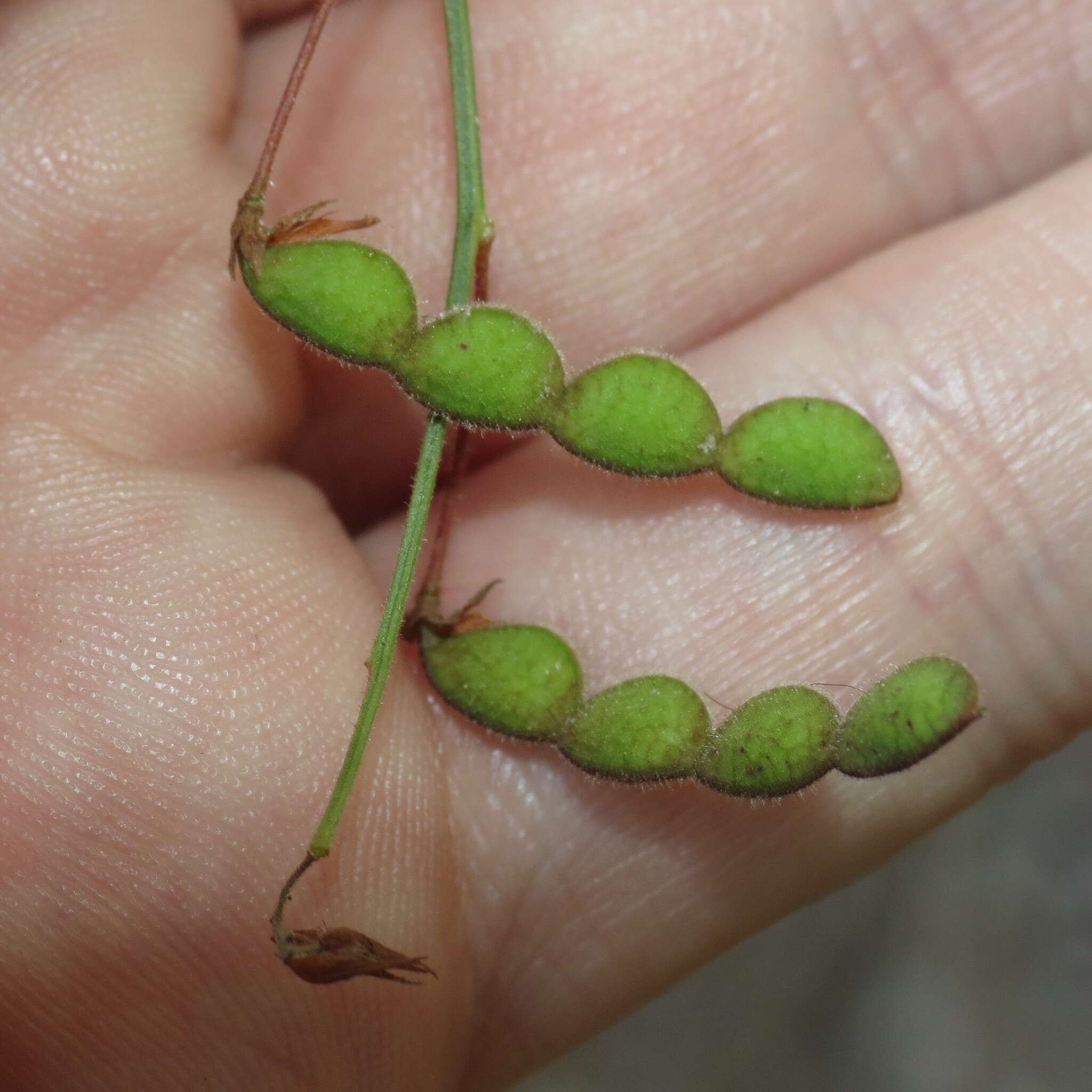 Desmodium arizonicum S. Watson resmi