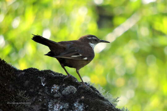 Image of White-winged Cinclodes