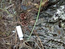 Image of Lumholtz's Pine