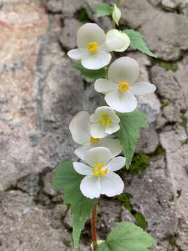 Image of Begonia fusibulba C. DC.