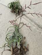 Image of twisted airplant