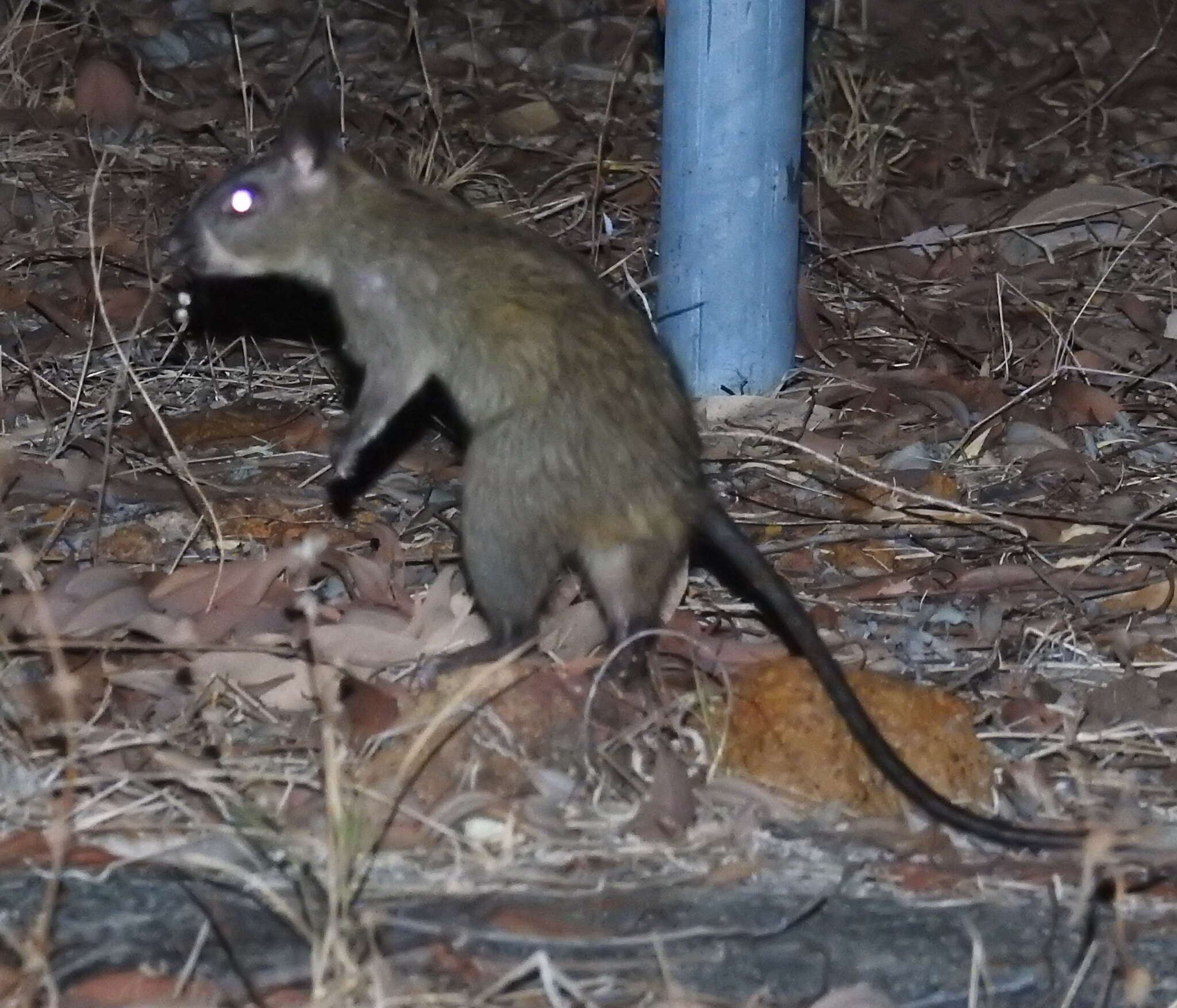 Image of Black-footed Mesembriomys