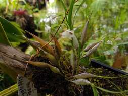 Plancia ëd Scaphyglottis crurigera (Bateman ex Lindl.) Ames & Correll