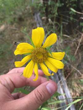 Sivun Helianthus arizonensis R. C. Jackson kuva