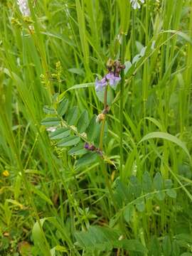 Plancia ëd Vicia sepium L.