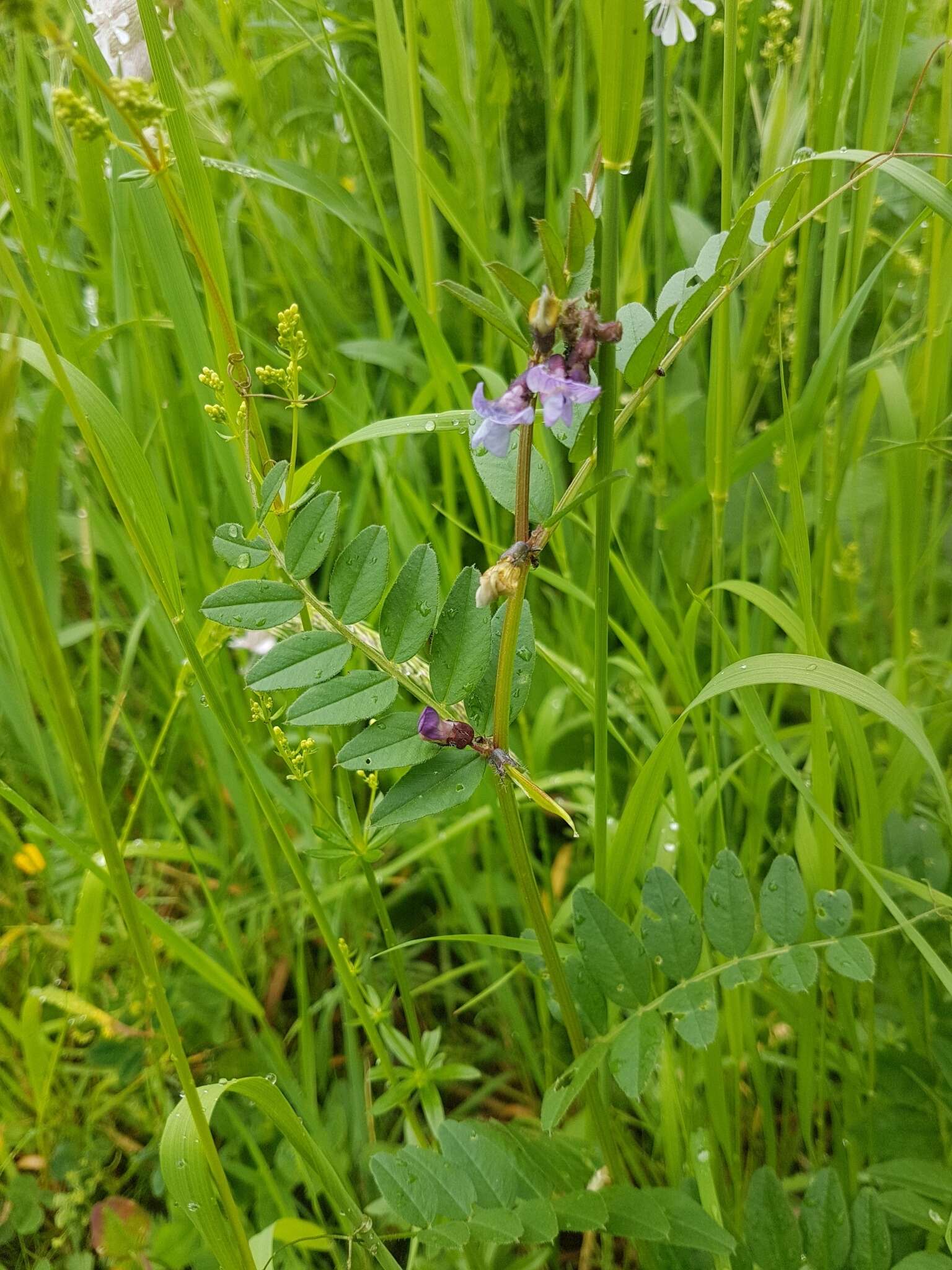 Image of bush vetch