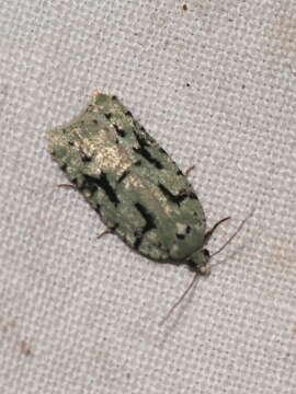 Image of Acleris literana Linnaeus 1758