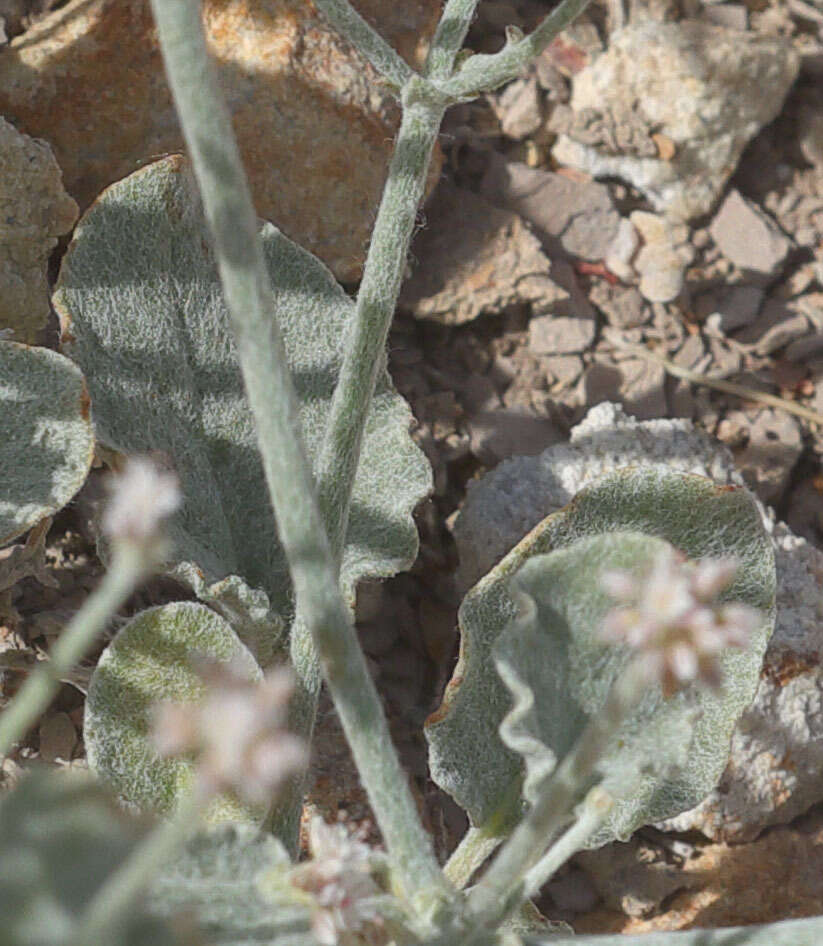 Image de Eriogonum vestitum Howell