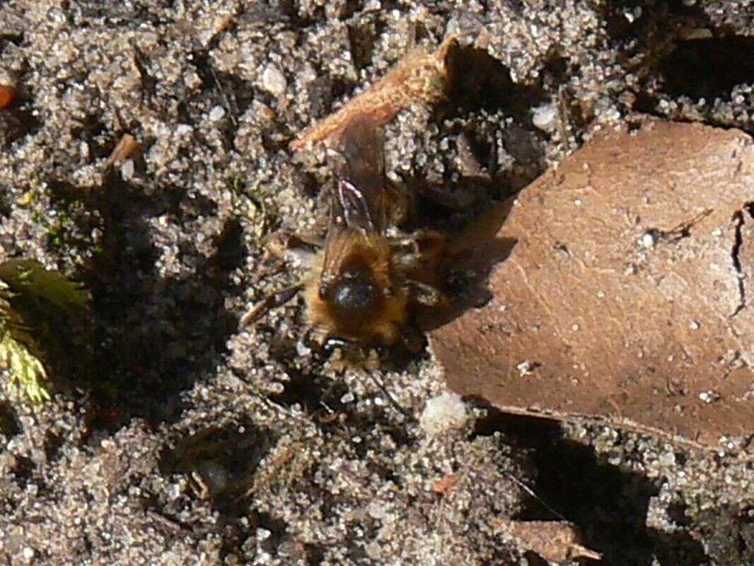 Image of Long-lipped Andrena