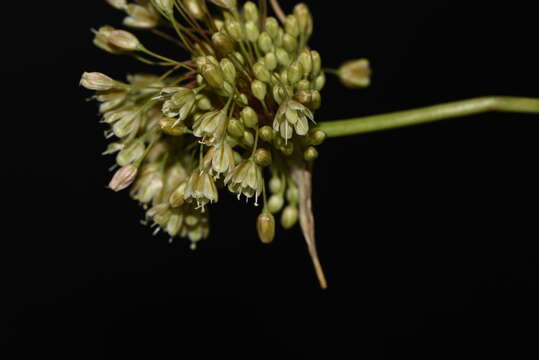 صورة Allium paniculatum subsp. longispathum (Redouté) K. Richt.