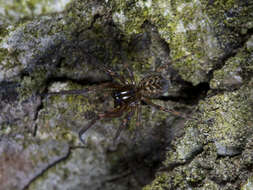 Image of Lathys truncata Danilov 1994