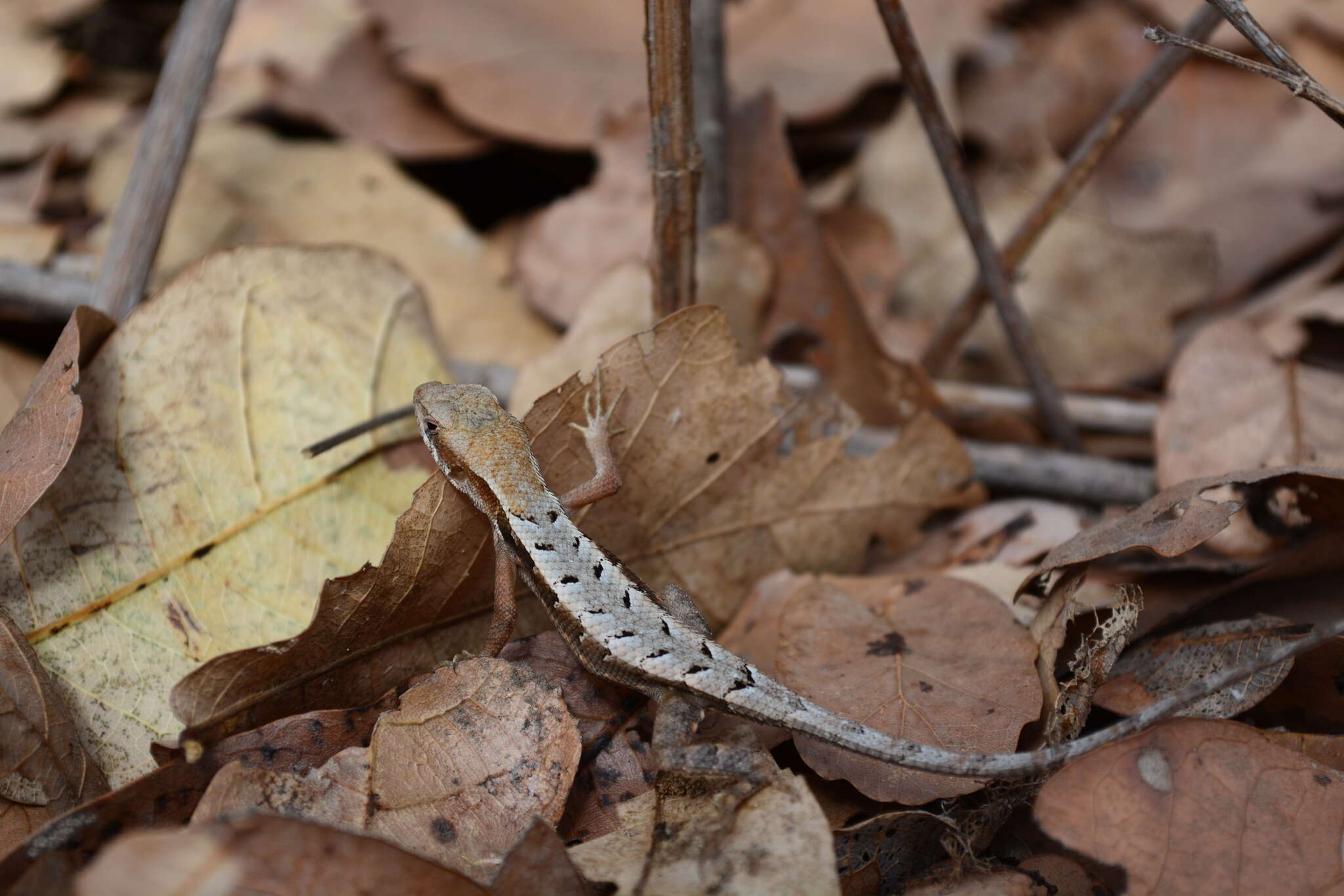 Image of Longtail Spiny Lizard