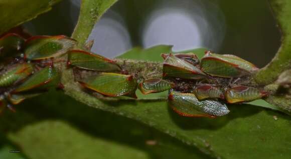 Imagem de Alchisme rubrocostata Spinola