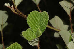 Sivun Rubus ellipticus Smith kuva