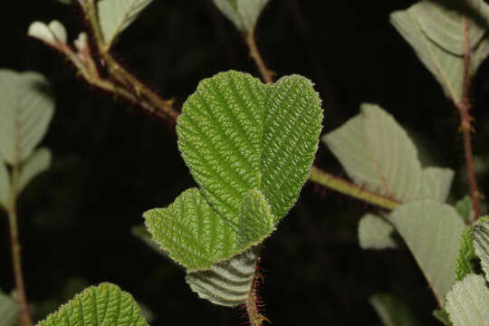 Image of yellow Himalayan raspberry