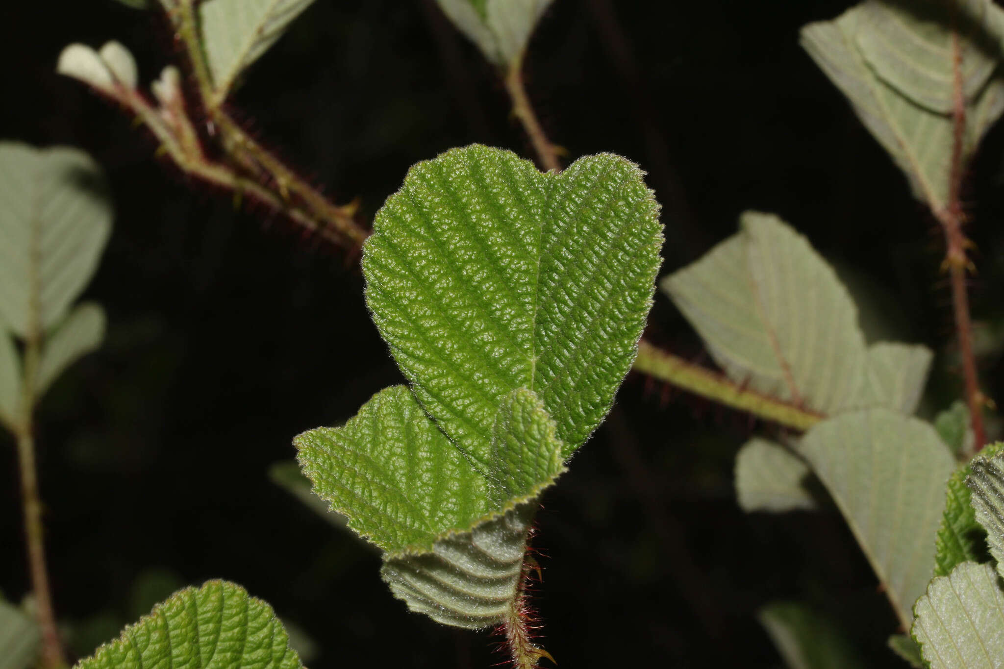 Sivun Rubus ellipticus Smith kuva