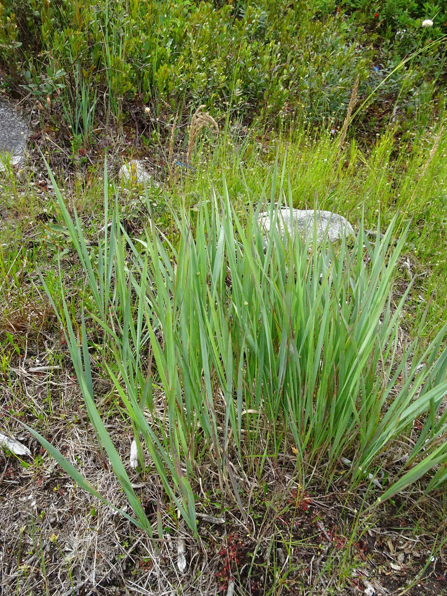 Calamagrostis pickeringii A. Gray的圖片