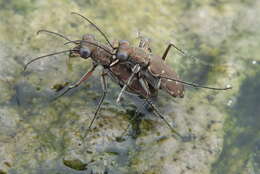 Image of Myriochila (Myriochila) melancholica (Fabricius 1798)