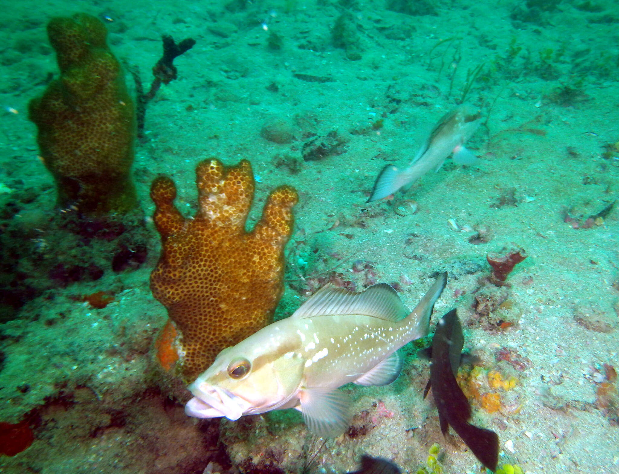 Image of Red Grouper