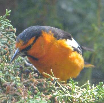 Image de Oriole de Bullock