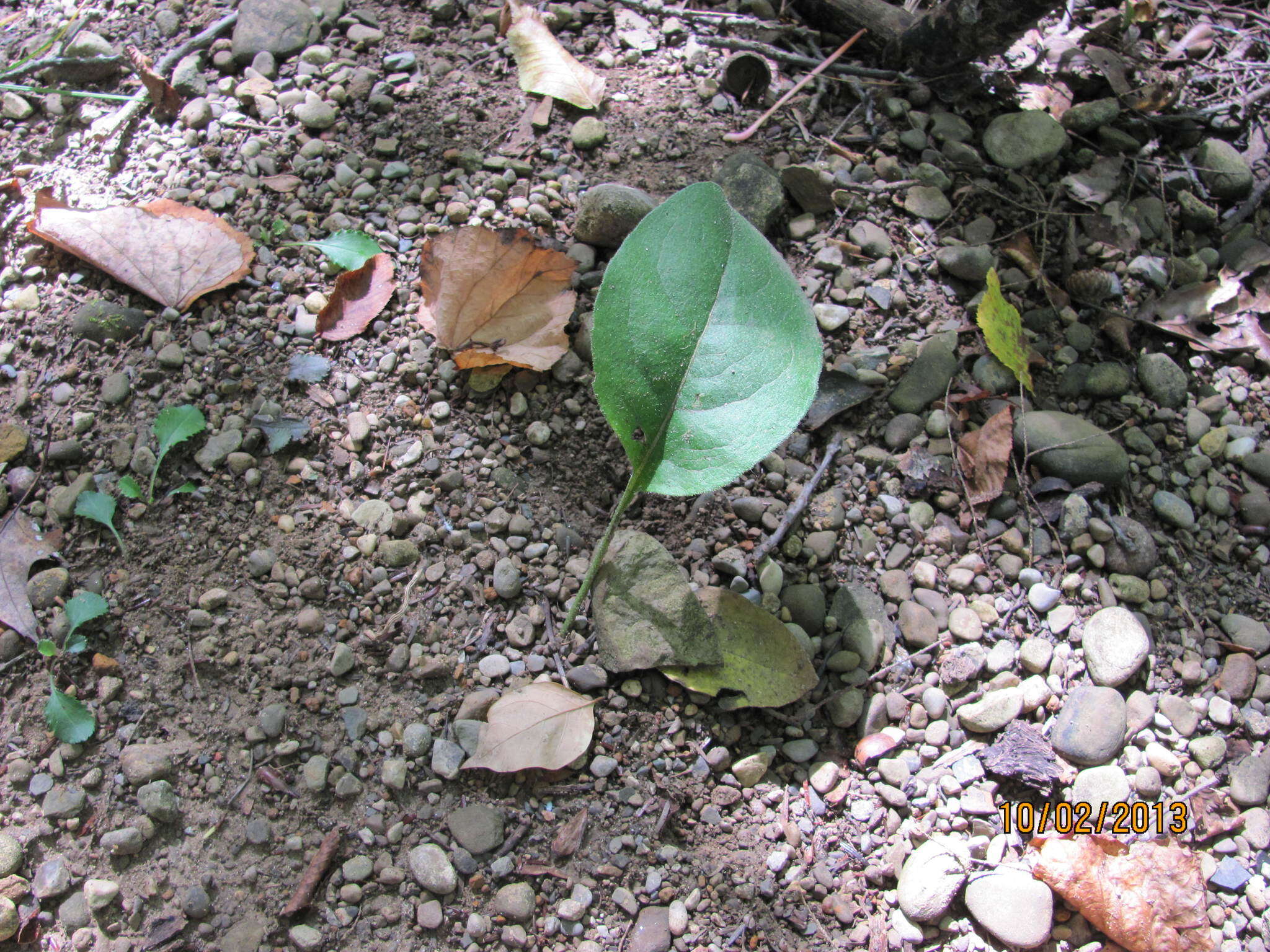 Image de Silphium asteriscus var. trifoliatum (L.) J. A. Clevinger