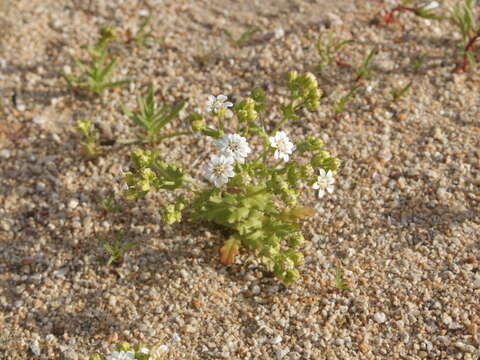 Image of Leucheria cerberoana Remy