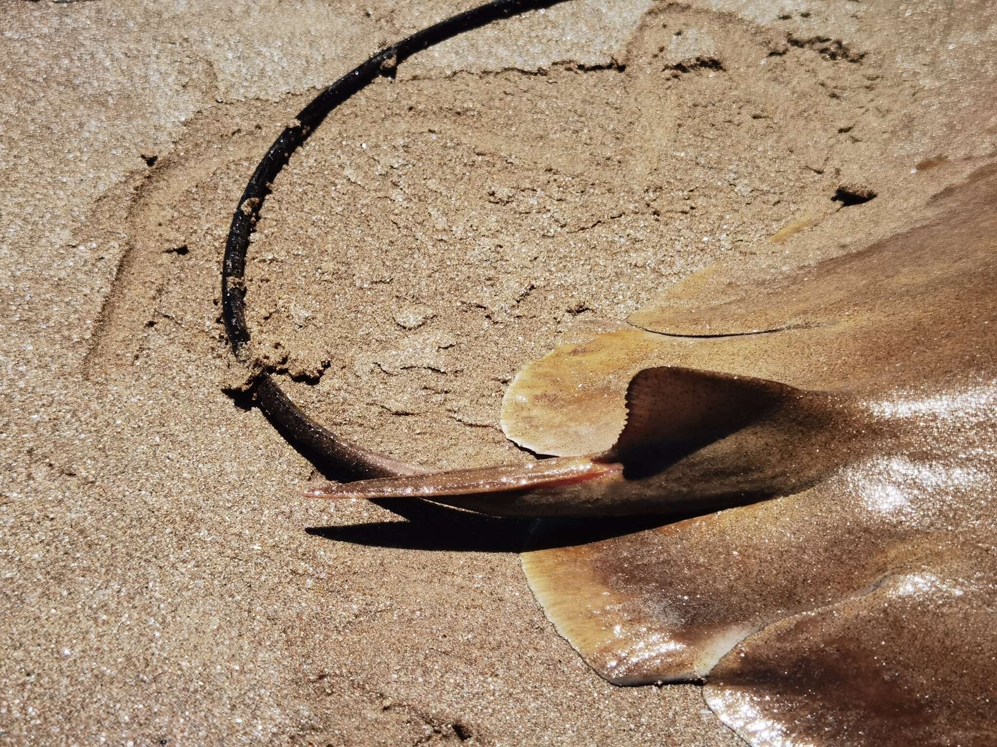 Image of Brazilian Cownose Ray