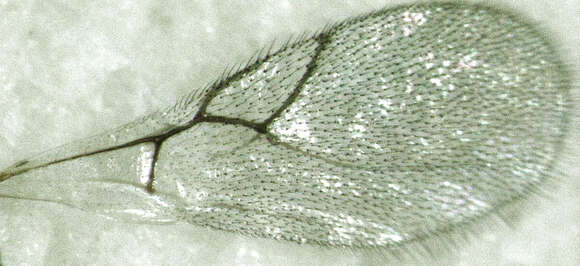 Image of Parasitoid wasp