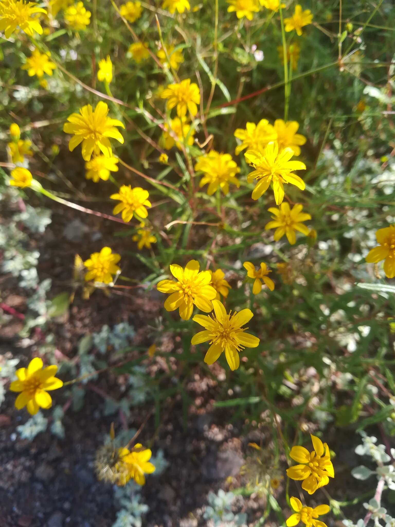 Image of Rusby's chinchweed